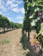 Priručnik za Egipat