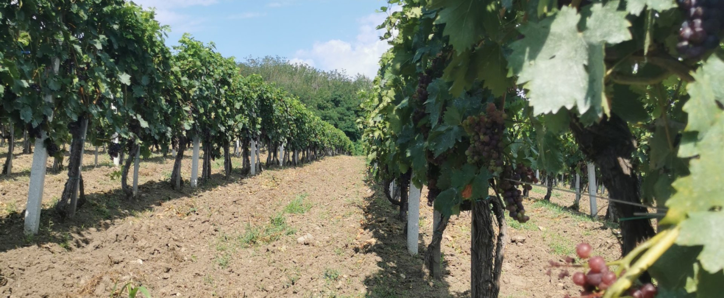 Винарија манастира Буково