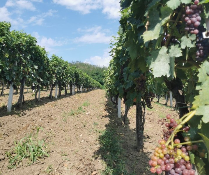 Винарија манастира Буково